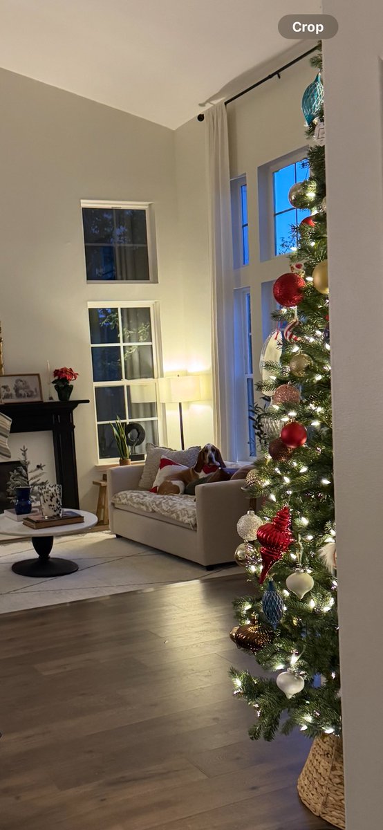 Chloe Belle ~ The Athletic Basset tweet media