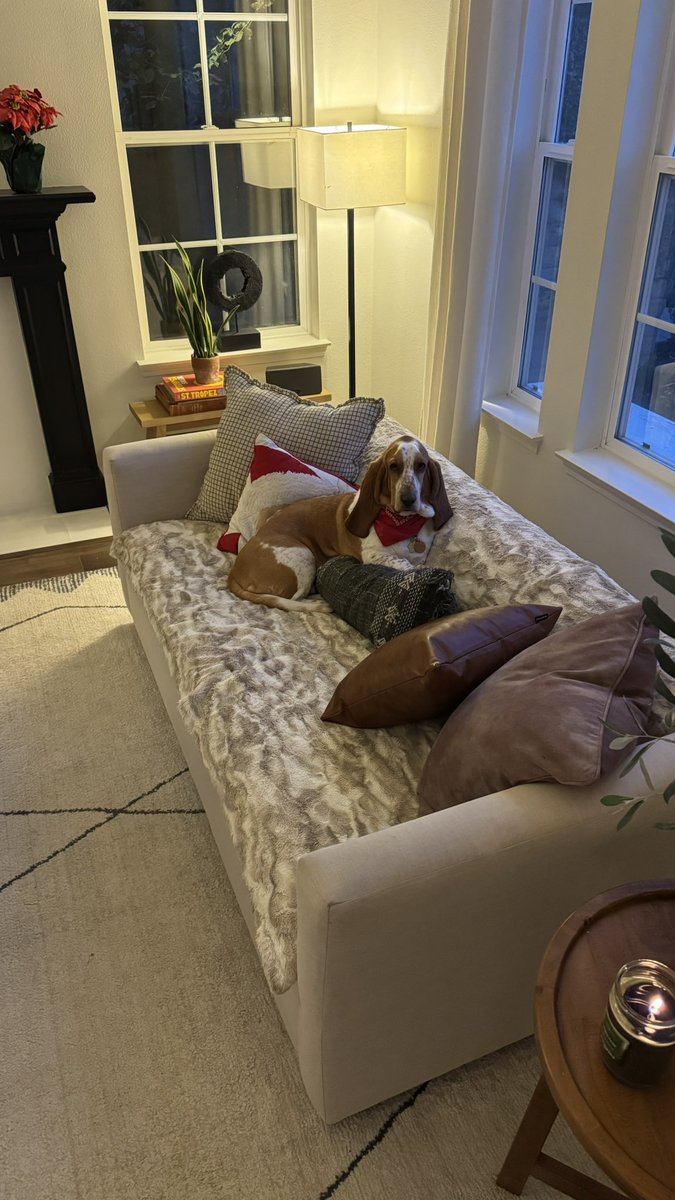 Chloe Belle ~ The Athletic Basset tweet media