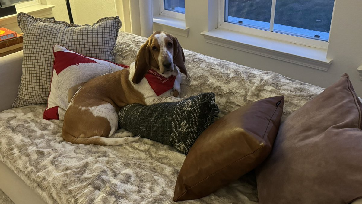 Chloe Belle ~ The Athletic Basset tweet media