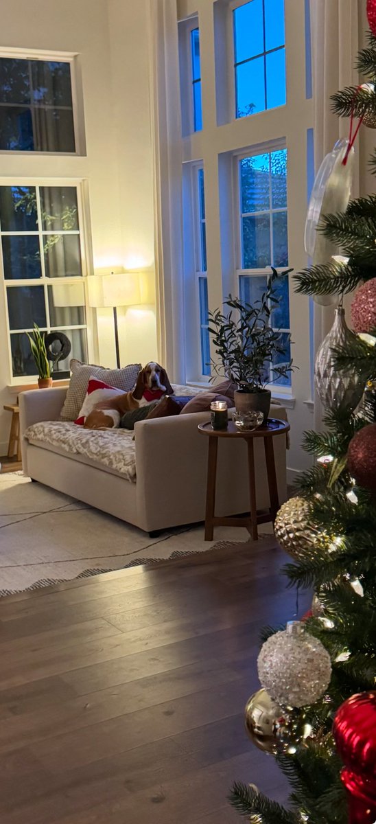 Chloe Belle ~ The Athletic Basset tweet media