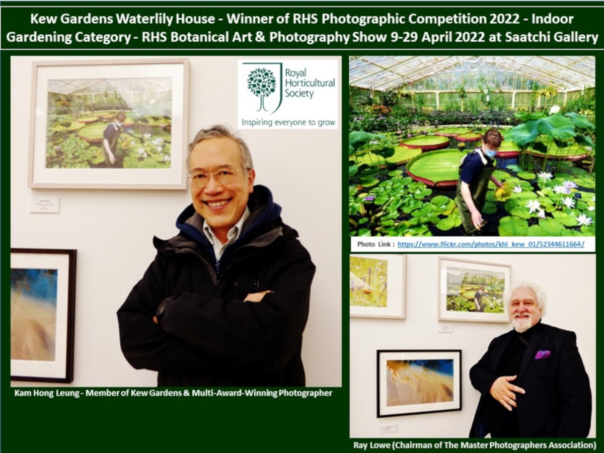 kamhongleung2's tweet photo. #KewGardens #WaterlilyHouse - Winner of @The_RHS  International Photographic Competition 2022 - Indoor Gardening Category - RHS Botanical #Art &amp; #Photography Show 9-29 April 2022 @ #SaatchiGallery

 #OurFutureIsBotanic #SummerAtKew #RHS   #Waterlily #Flower #Artist #Photographer https://t.co/vBm4GxiWzT