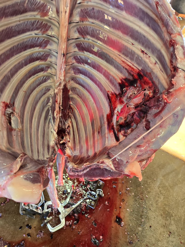 savagebowhunting tweet media