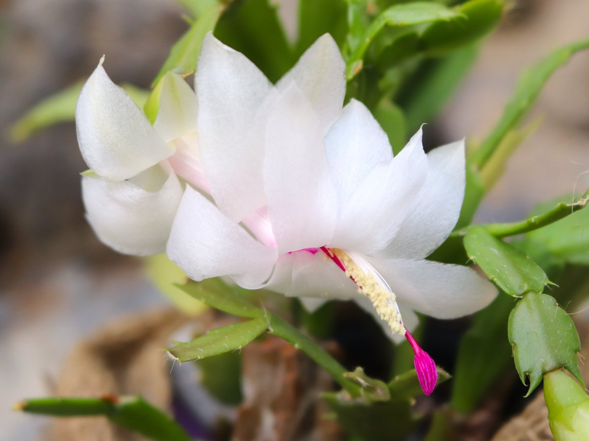 クリスマスカクタス