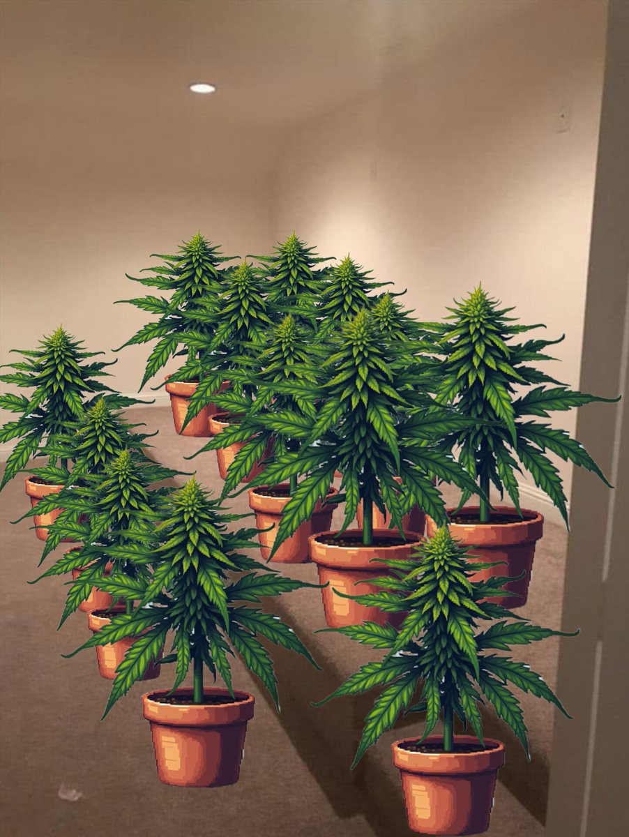 HighAFOne's tweet image. 🌿✨