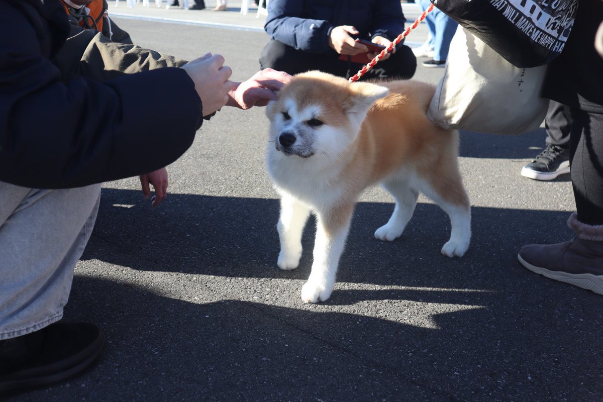 onoden4476's tweet photo. Ｇメッセ群馬で秋田犬本部展なう

モフモフパラダイス

#秋田犬本部展 #秋田犬保存会 https://t.co/NmbTa9op7e