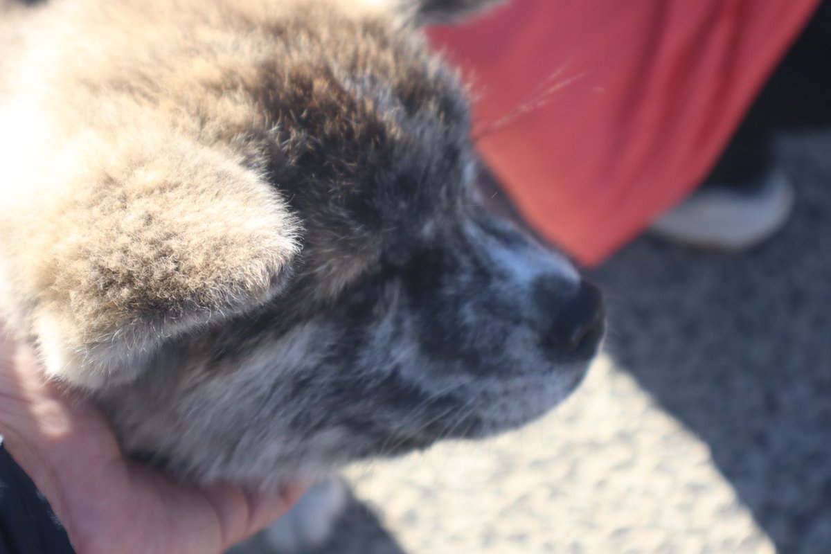 onoden4476's tweet photo. Ｇメッセ群馬で秋田犬本部展なう

モフモフパラダイス

#秋田犬本部展 #秋田犬保存会 https://t.co/NmbTa9op7e