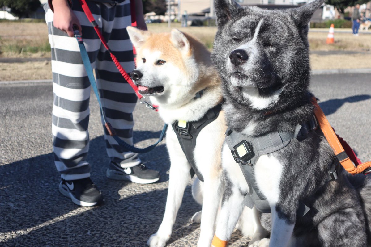 onoden4476's tweet photo. Ｇメッセ群馬で秋田犬本部展なう

モフモフパラダイス

#秋田犬本部展 #秋田犬保存会 https://t.co/NmbTa9op7e