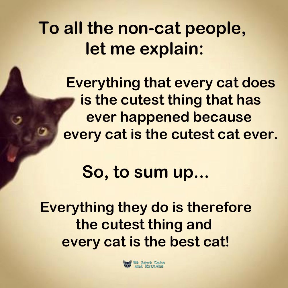 catsnkittys's tweet photo. https://t.co/5ePLZWBZPn