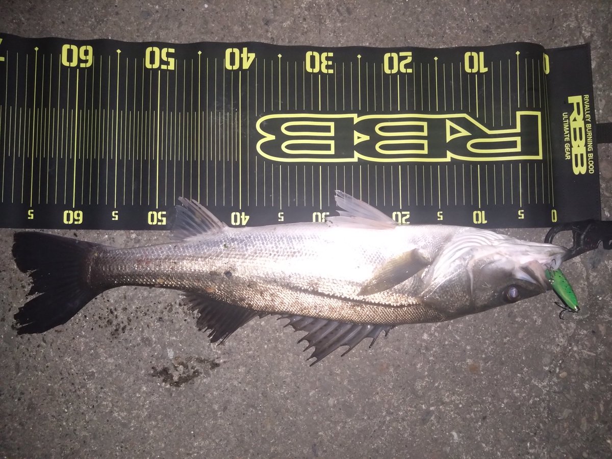 teranishi6's tweet image. 昨夜のシーバス
寒かったですが、何とか１匹🐡
今年は100匹釣ることができたので、満足です🎣
＃アイザー125F