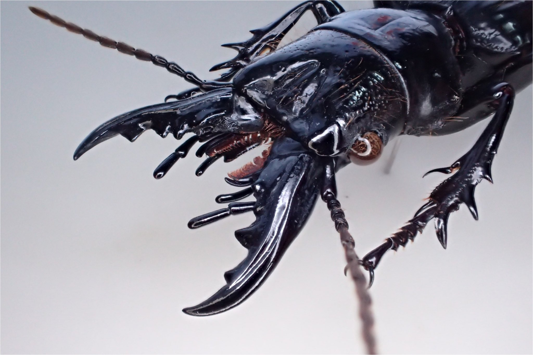 エクアドル産 ミラビリステナガスジコガネ 39mm Insect-Sale.com 世界の昆虫販売ネット - Spodochlamys