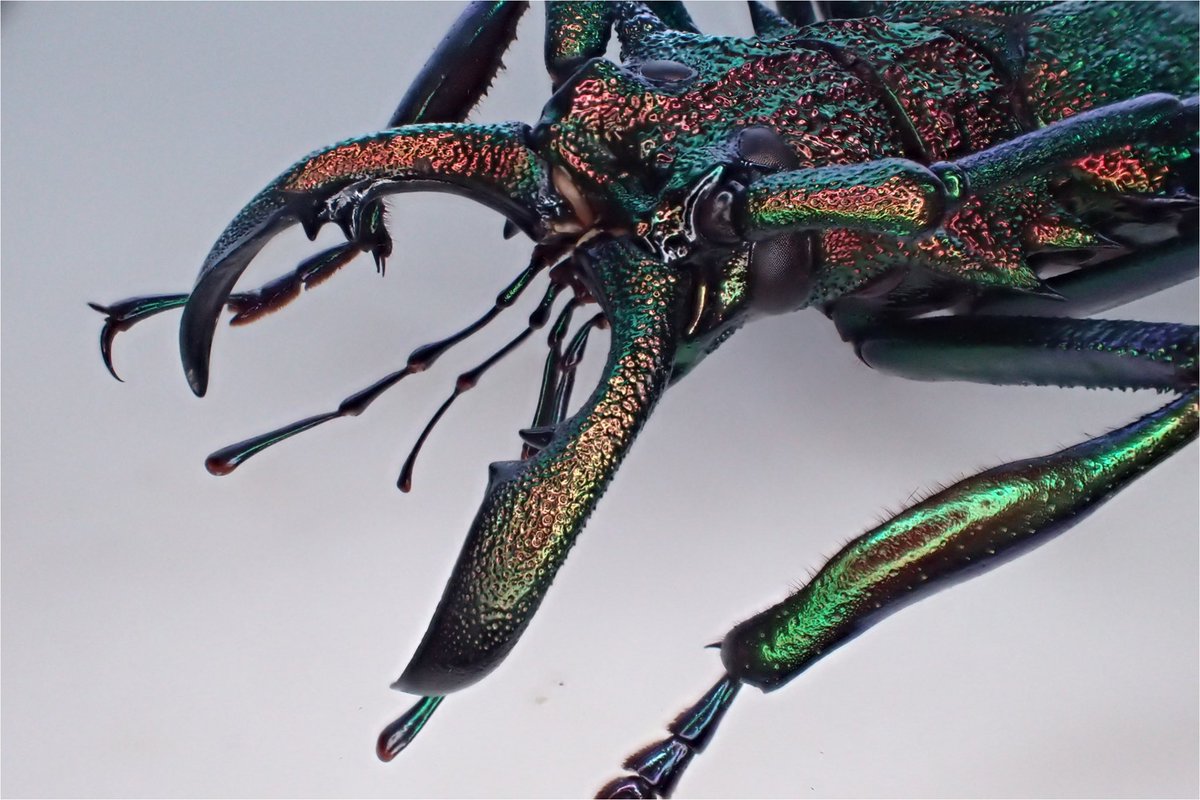 蟲眼鏡 (@meganemushi1229) / Posts / X