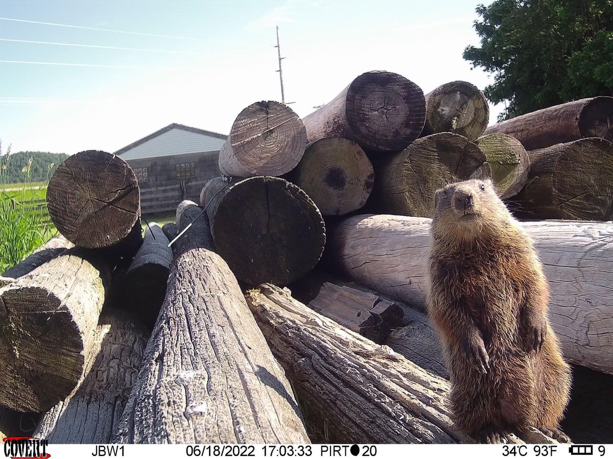 Trail_Cams's tweet photo. https://t.co/THHxs1hnnR