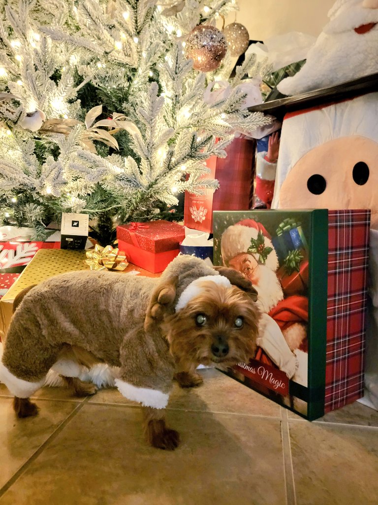KristiMStahr's tweet image. My dog is not amused.🧣
#SweaterWeather #pupper #yorkie #Christmas #dogsofX
