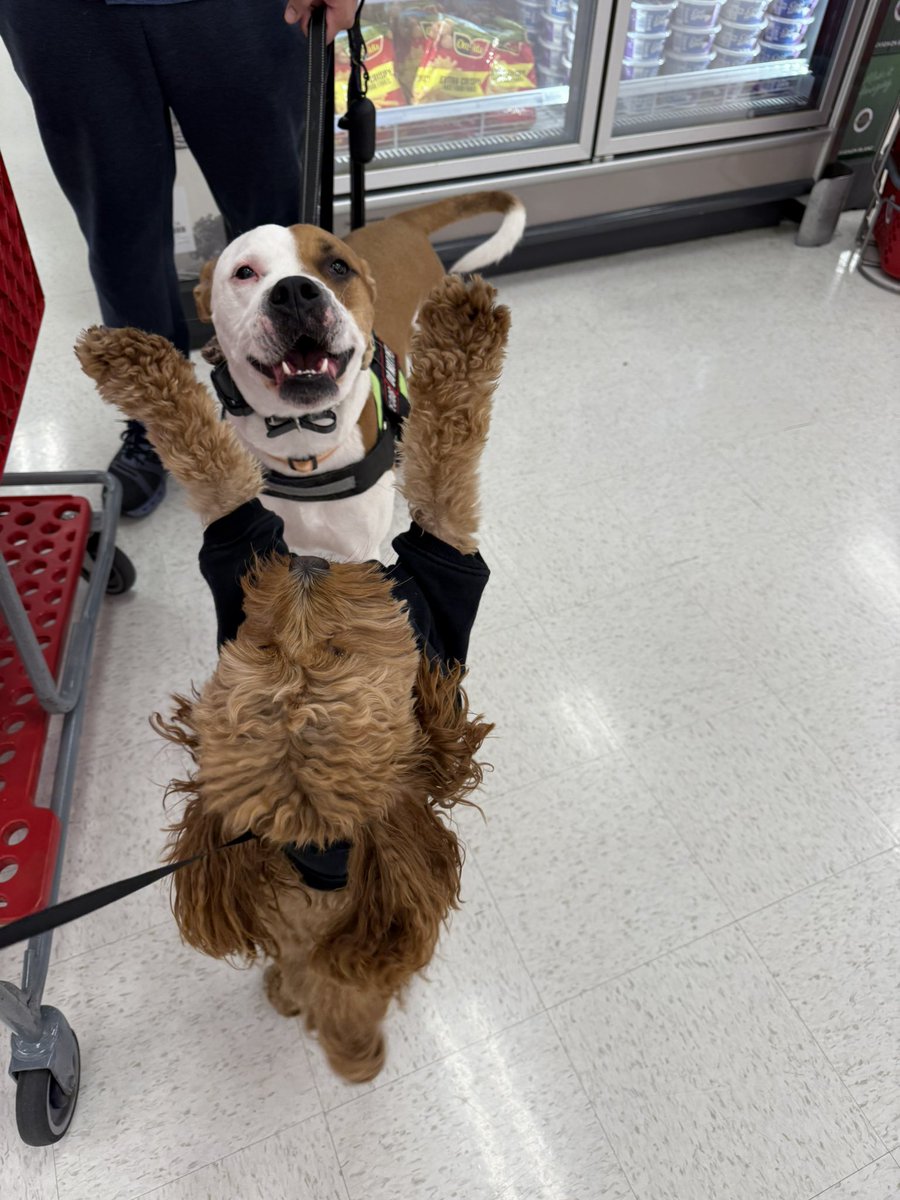 Wallace ran into his bestie Bruno at <a href="/Target/">Target</a> today. He literally gave him a hug. 🥹❤️ CUTEST REUNION EVER!