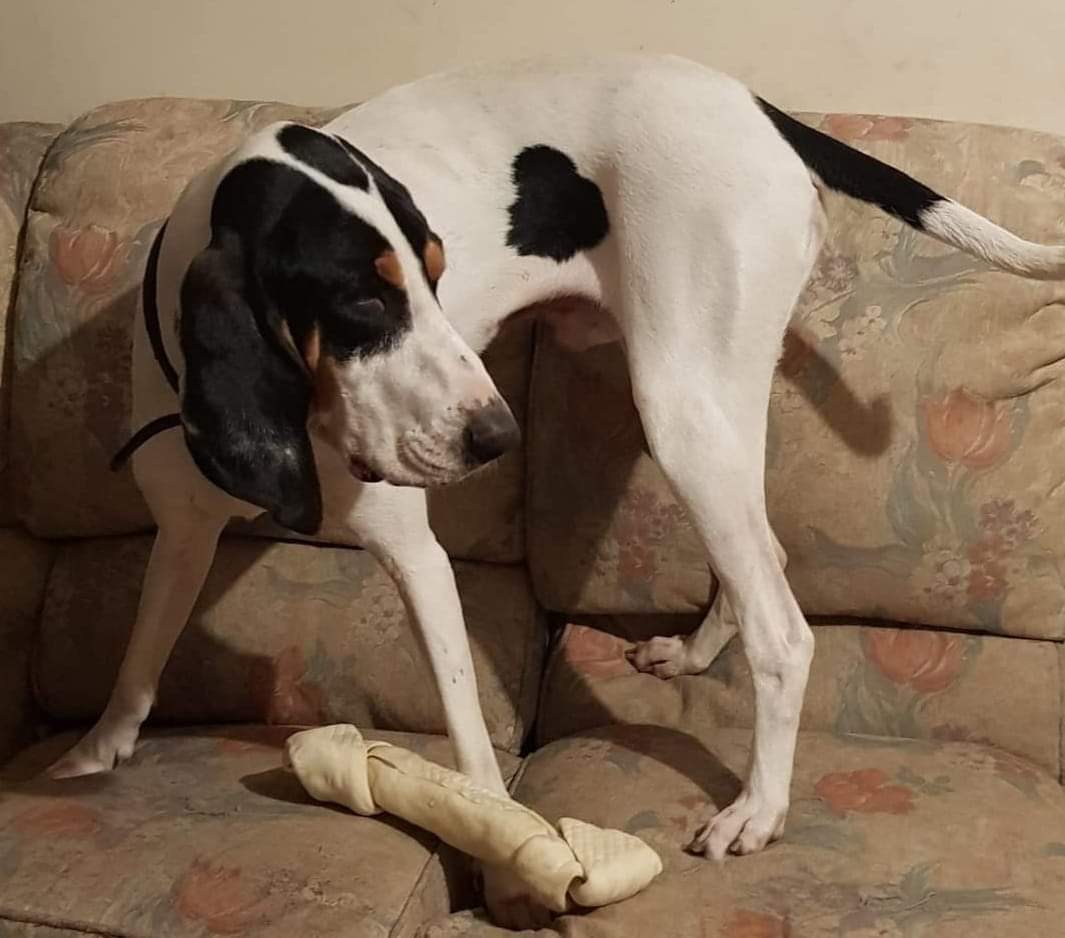 MissingPetsGB's tweet photo. How fast time goesπ
PASTIS now #MISSING 3 YEARS TODAY
He disappeared from his garden #Thirsk #YO7 in 2021
SUBSTANTIAL REWARD FOR SAFE RETURN
Pastis has a distraught family, desperate for information of their beloved boy. PLEASE if you have him let him go home to his family https://t.co/EB8LHemUwq