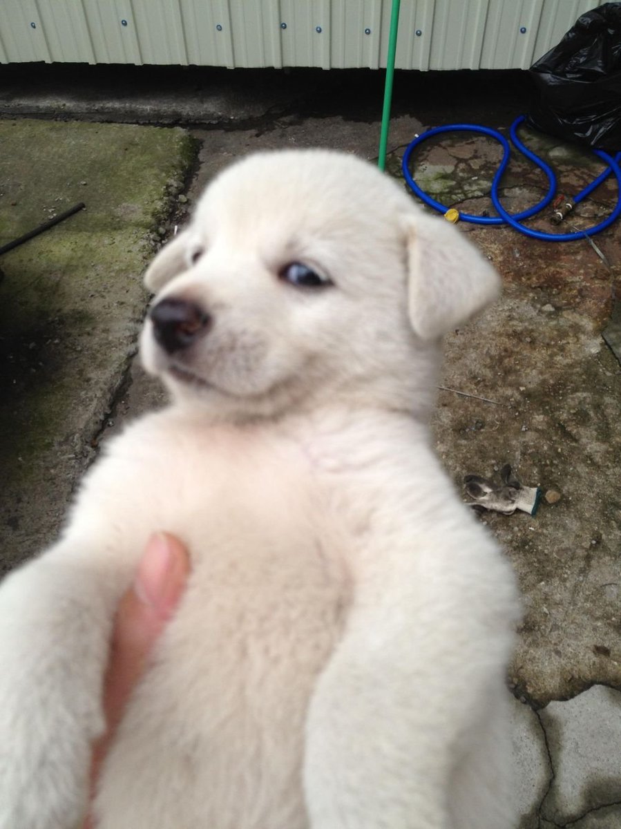 Baby Jing tweet media