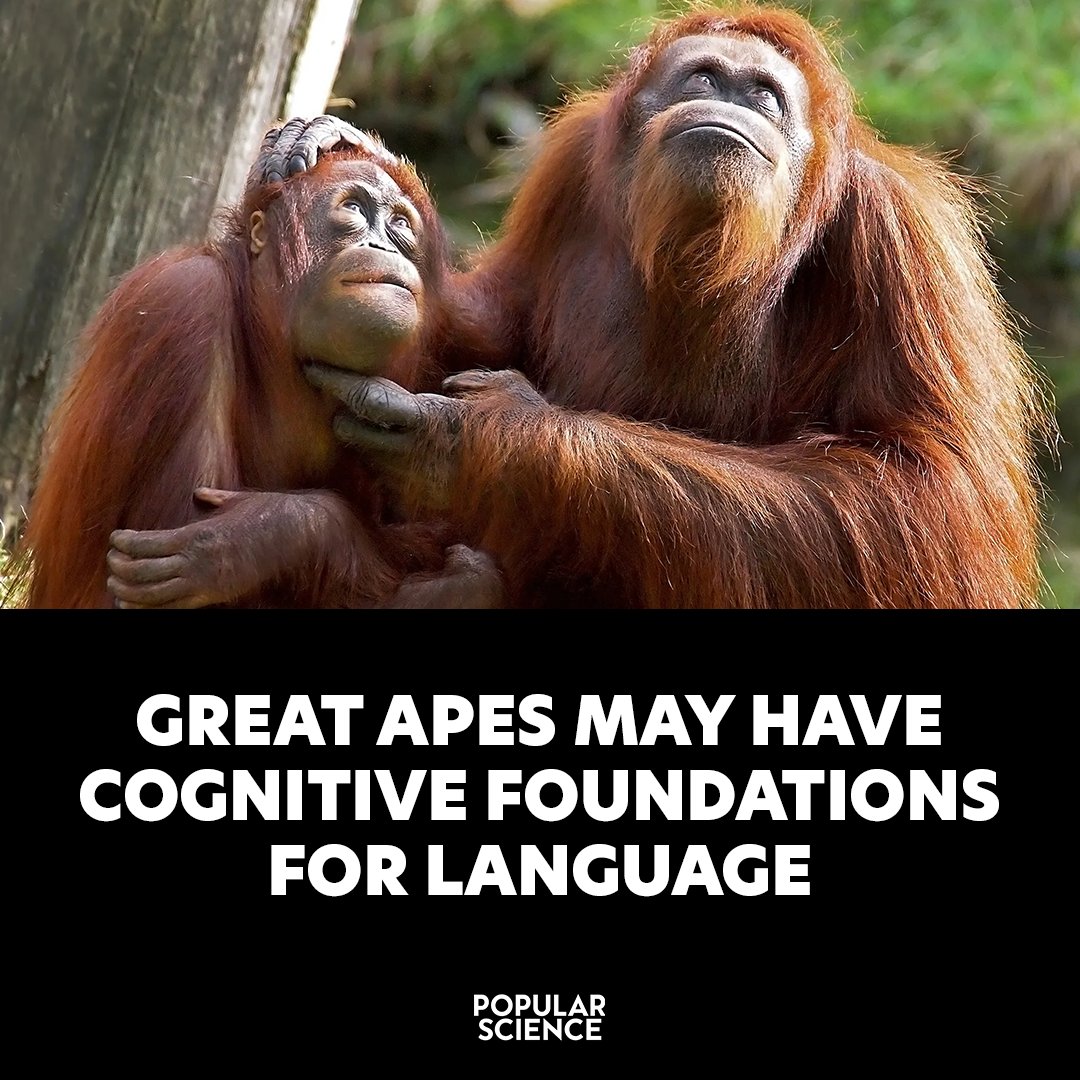 PopSci's tweet photo. Scientists think an agent-patient idea forms the structure of human language—and now argue that gorillas and chimpanzees understand that idea too. https://t.co/XUmbuI2V2U https://t.co/cei19chsW7
