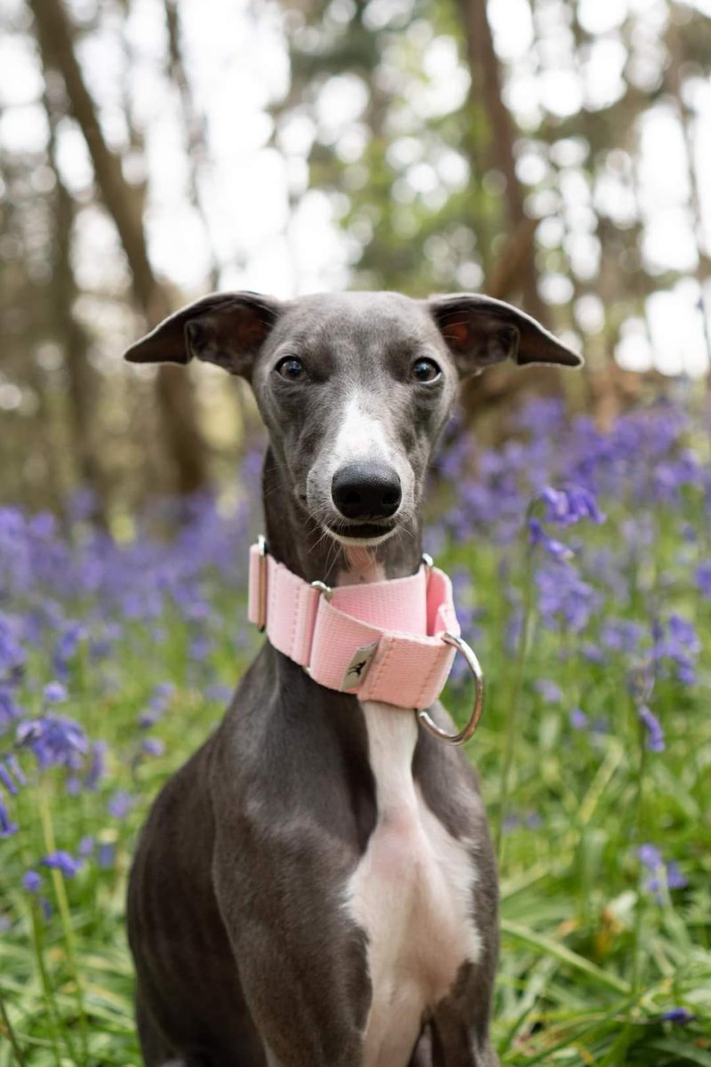 Sadly an anniversary no one wanted to reach
A year ago today ADA went missing 😔
in Aslacton, Norfolk

ADA is likely a victim of #theftbyfinding

No confirmed sightings since 12 January 2024

SUBSTANTIAL REWARD to anyone with information for safe return of ADA, no questions asked