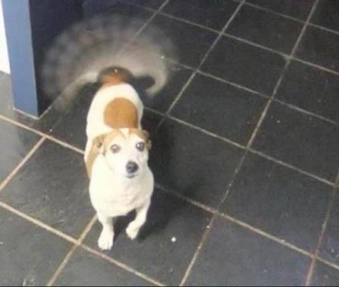 Yo: Nadie me quiere…

Mi perrito: