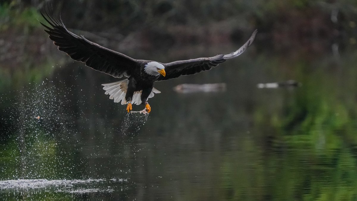 Saturday in the Park 🎵 
- Rice Lake after the rain and before the double rainbow 🌈
