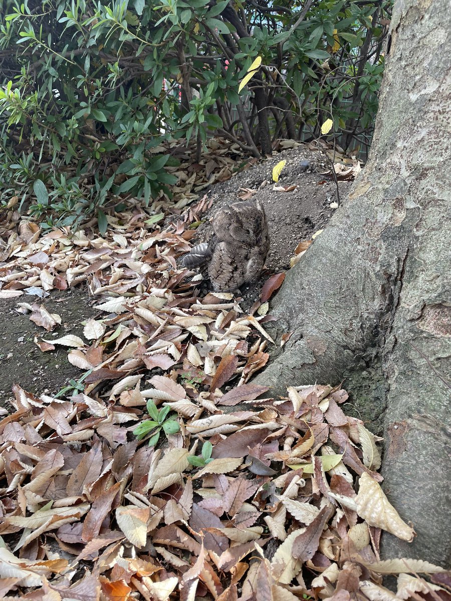 teradayasumi's tweet photo. 公園に梟いた https://t.co/kRL1HPGhRy