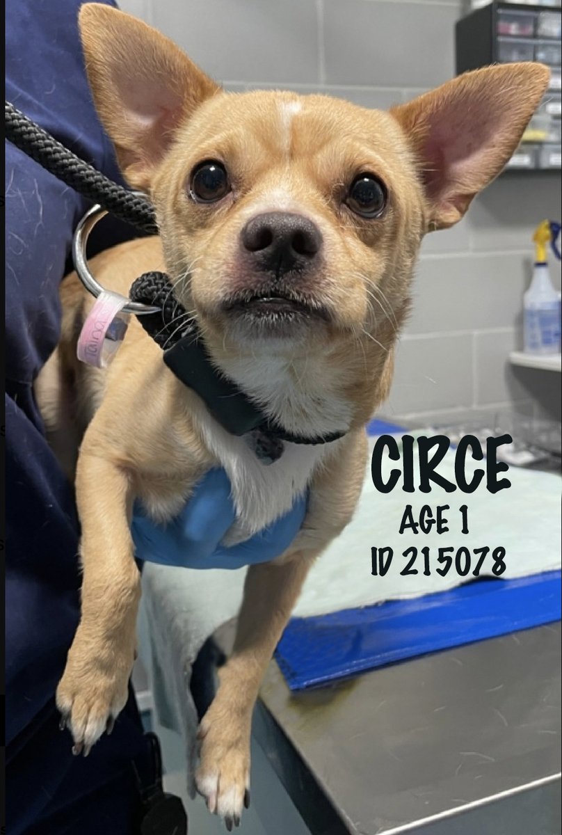 CIRCE🙄(m), age 1, #NYCACC ID215078, QueensACC. 
TO BE KILLED because he's terrified, shut down, &amp; shakes when sitting in a staff member's lap. (No, I'm  not kidding.)
To #SaveHisLife, DM <a href="/notthesameone2/">Not the Same</a> ASAP