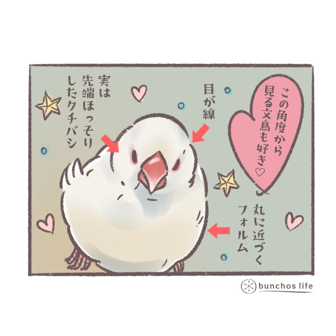 今日はイラストのみで…
正面上から眺める文鳥の注目ポイント♡
#文鳥 
#4コマ漫画 