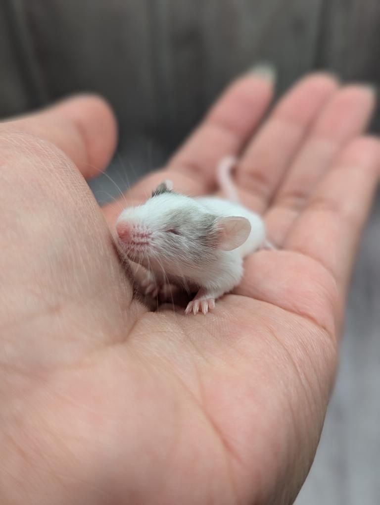 ChessWithLiza's tweet image. Getting these three girls 🐭 at the end of the month! 

What should I name them? 
It could be individual names or a trio of names that are characters from a book, movie etc hehe

#pet #mice #rodents