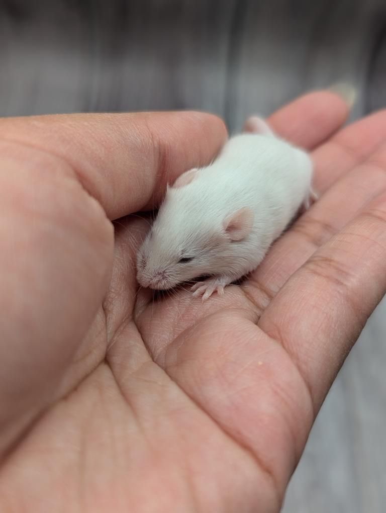 ChessWithLiza's tweet image. Getting these three girls 🐭 at the end of the month! 

What should I name them? 
It could be individual names or a trio of names that are characters from a book, movie etc hehe

#pet #mice #rodents