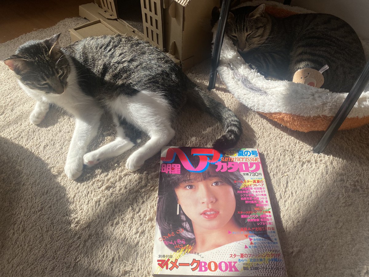 明星ヘアカタログ '83 夏の号
ミポリンまだデビュー前の83年、クレジットを探したけれど、どこにも名前は載っていない。まさに無名時代のもの。

ショックだね…
#中山美穂さん