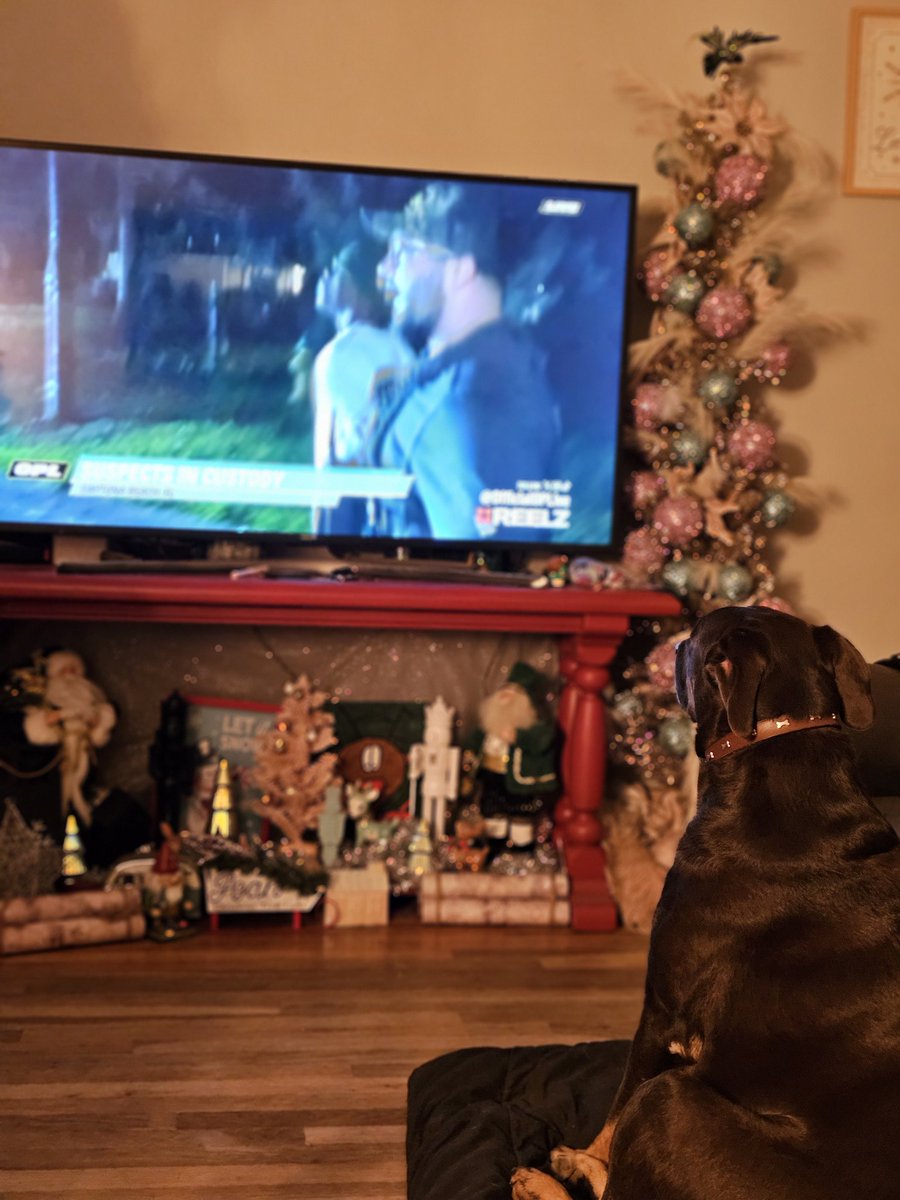 malarchy1's tweet photo. Whiskey watchin' the 1st K9 takedown of the night. @ReelzChannel  @danabrams  #OnPatrolLive #besafe https://t.co/isgGQXXwlJ