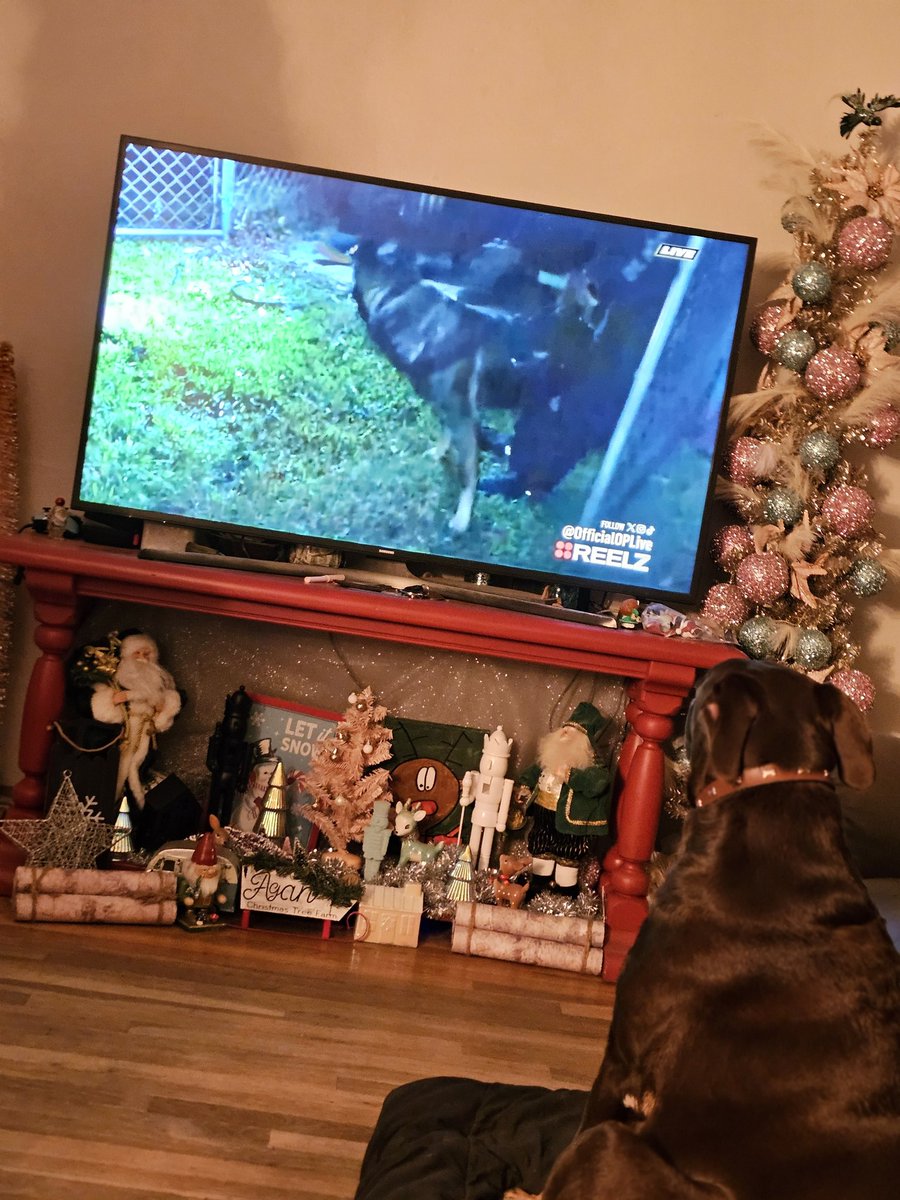 malarchy1's tweet photo. Whiskey watchin' the 1st K9 takedown of the night. @ReelzChannel  @danabrams  #OnPatrolLive #besafe https://t.co/isgGQXXwlJ
