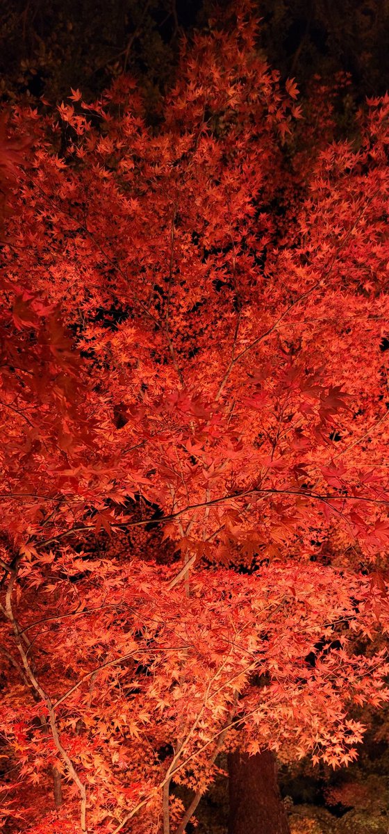 designer_king's tweet photo. 紅葉がめちゃ綺麗。🍁 https://t.co/1NlBPzdChV