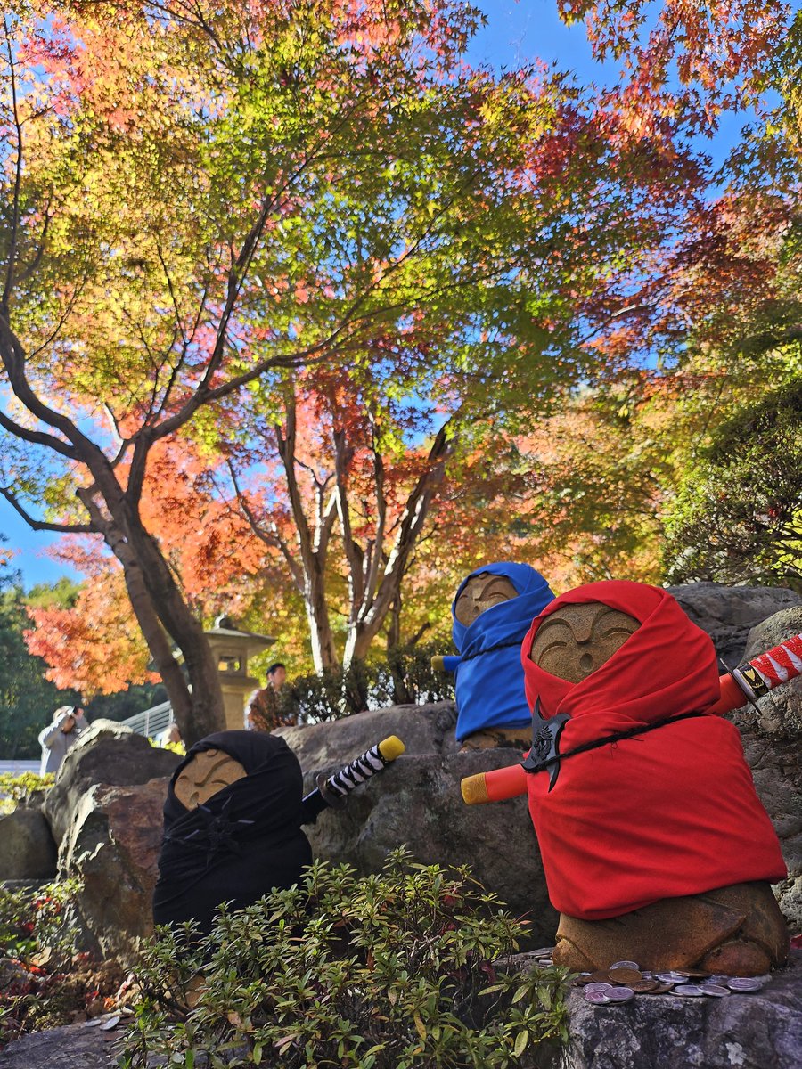 designer_king's tweet photo. 紅葉がめちゃ綺麗。🍁 https://t.co/1NlBPzdChV