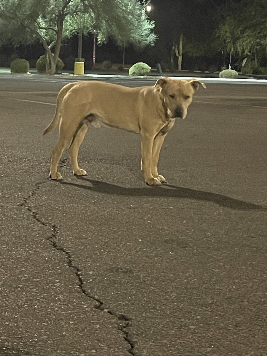 CheyEliphant's tweet photo. @whatsuptucson lost dog seen at Albertsons parking lot on Speedway and Silverbell. Very skittish and scared. No collar. https://t.co/ldD2D8qgM9