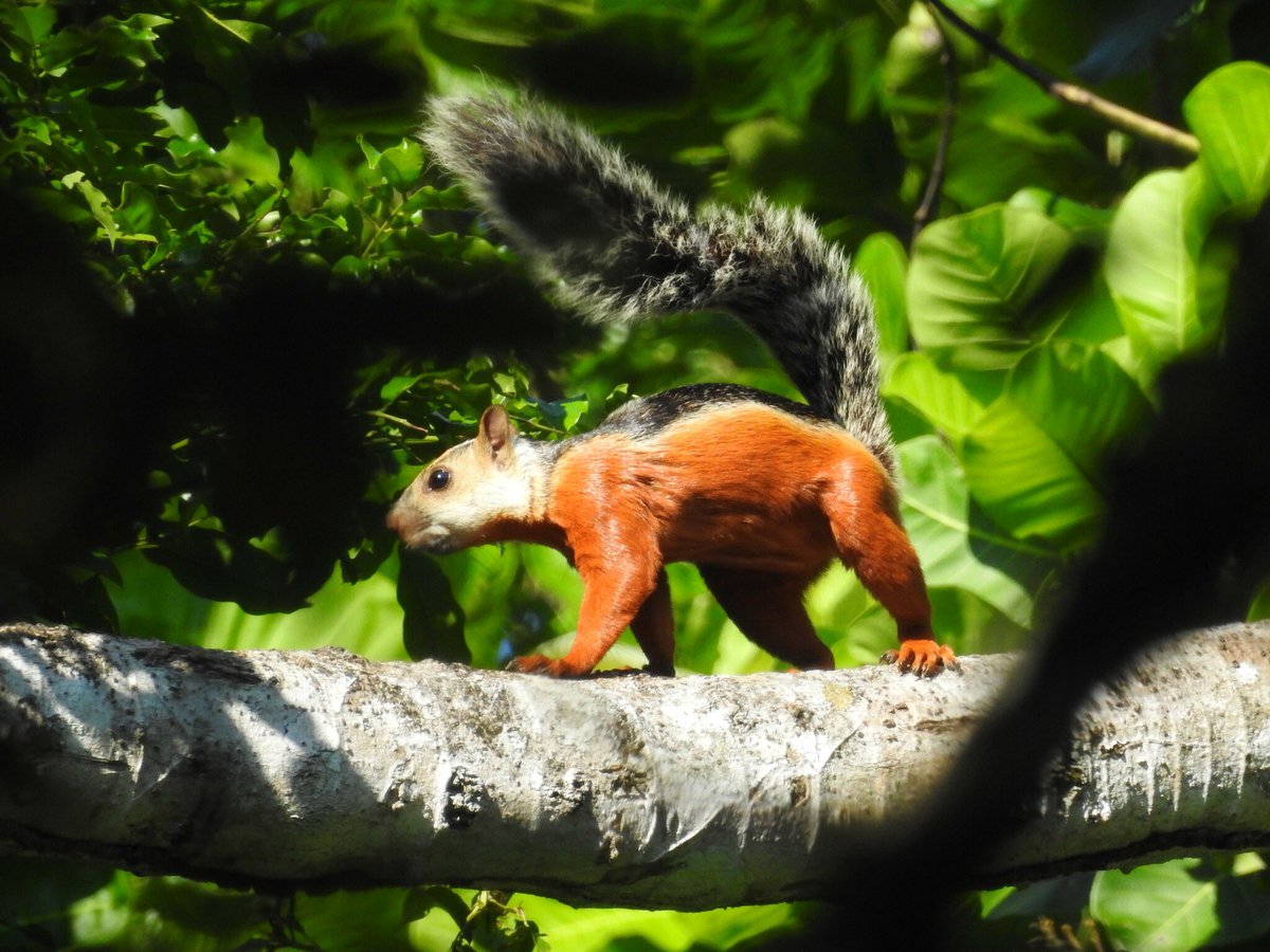TINTADEG's tweet image. my prima telling me there’s light skin squirrels in El Salvador…. #shook