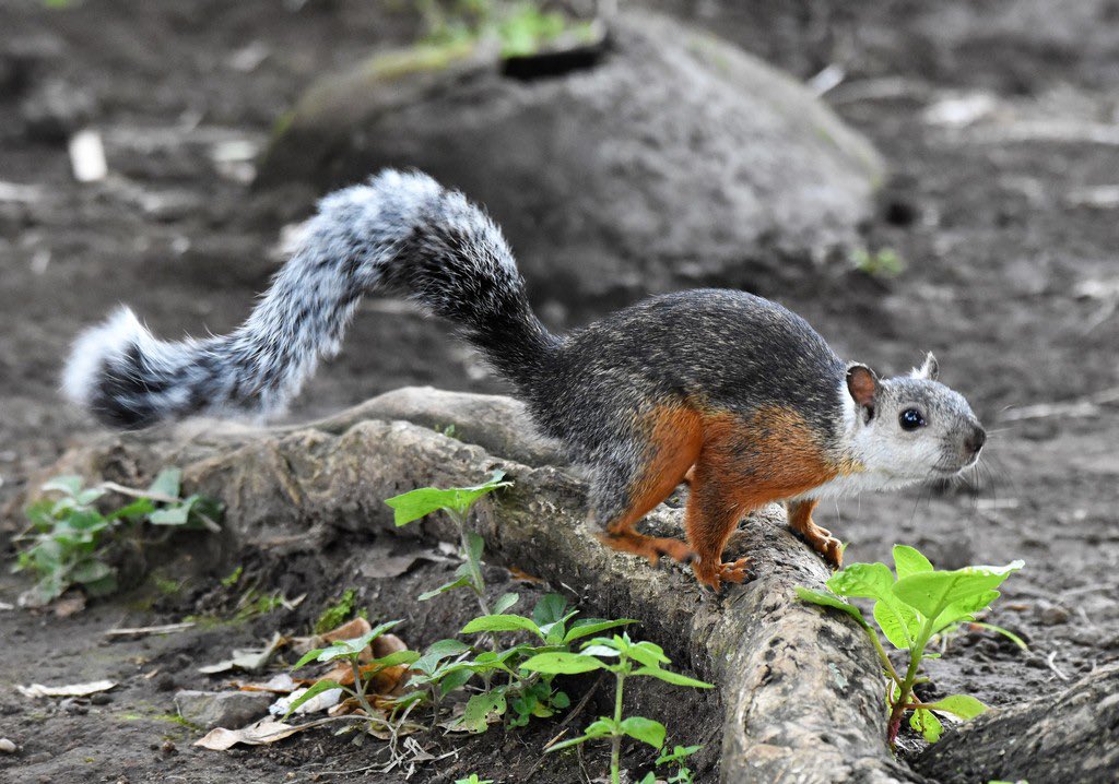 TINTADEG's tweet image. my prima telling me there’s light skin squirrels in El Salvador…. #shook