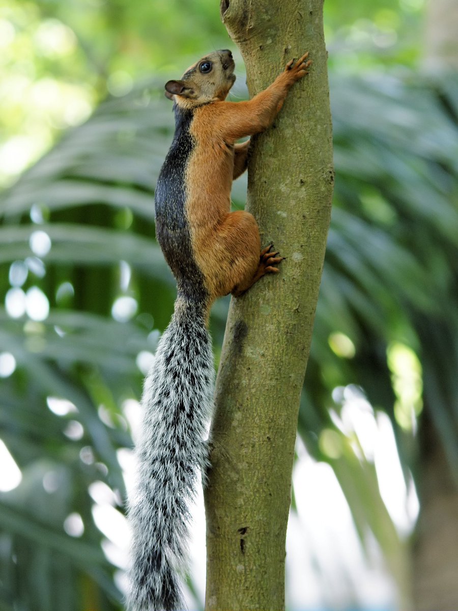 TINTADEG's tweet image. my prima telling me there’s light skin squirrels in El Salvador…. #shook