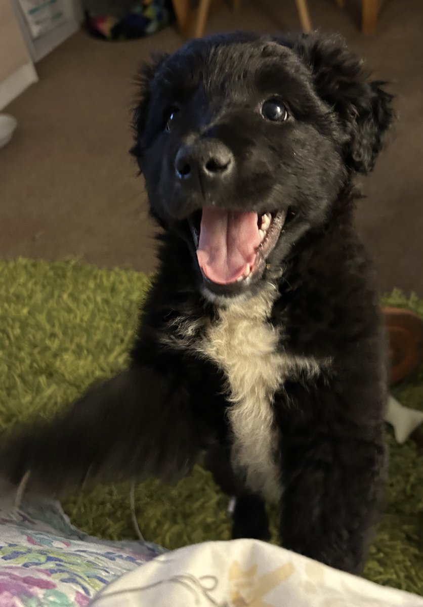 no_tan_obvia's tweet photo. Es que me muero, apareció esa sonrisa y las locuritas propias de una guagüita perro. No olviden que está en adopción. 3 meses, hembra y quiltra porteña de exportación. #AdoptaNoCompres https://t.co/pz5OtQPZbN