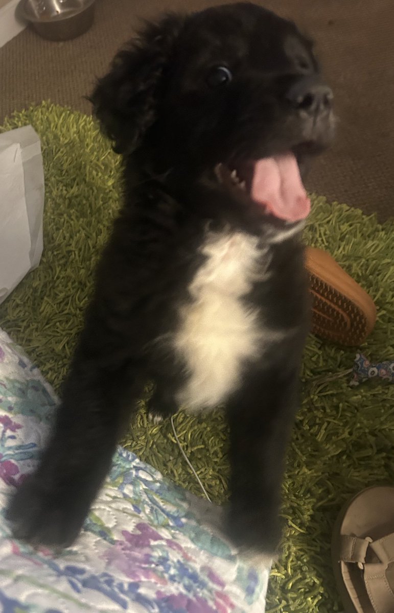 no_tan_obvia's tweet photo. Es que me muero, apareció esa sonrisa y las locuritas propias de una guagüita perro. No olviden que está en adopción. 3 meses, hembra y quiltra porteña de exportación. #AdoptaNoCompres https://t.co/pz5OtQPZbN