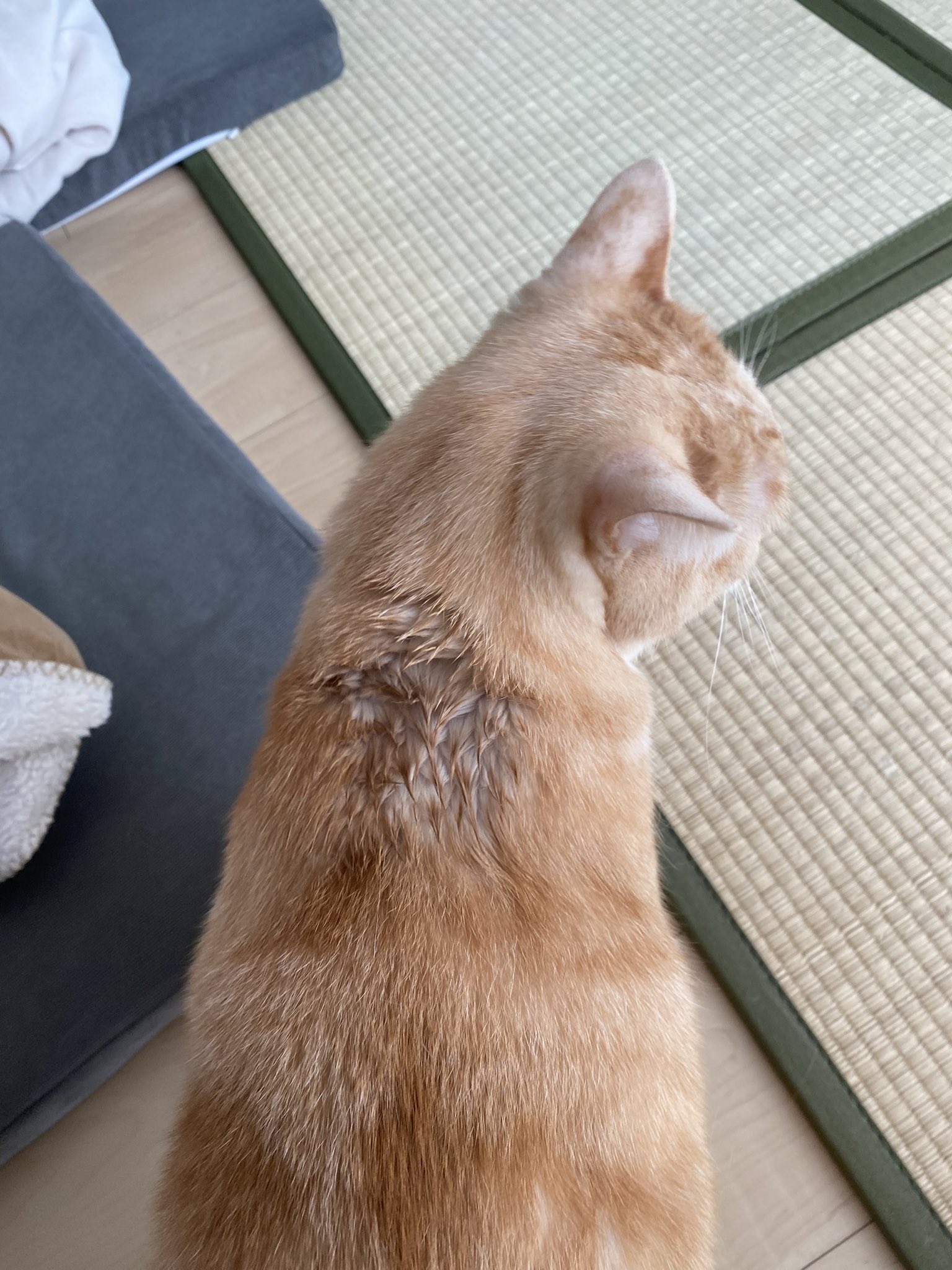 失敗される猫 きなぽっ毳ョスᐠ( ᐛ )ᐟよしこ on X: 