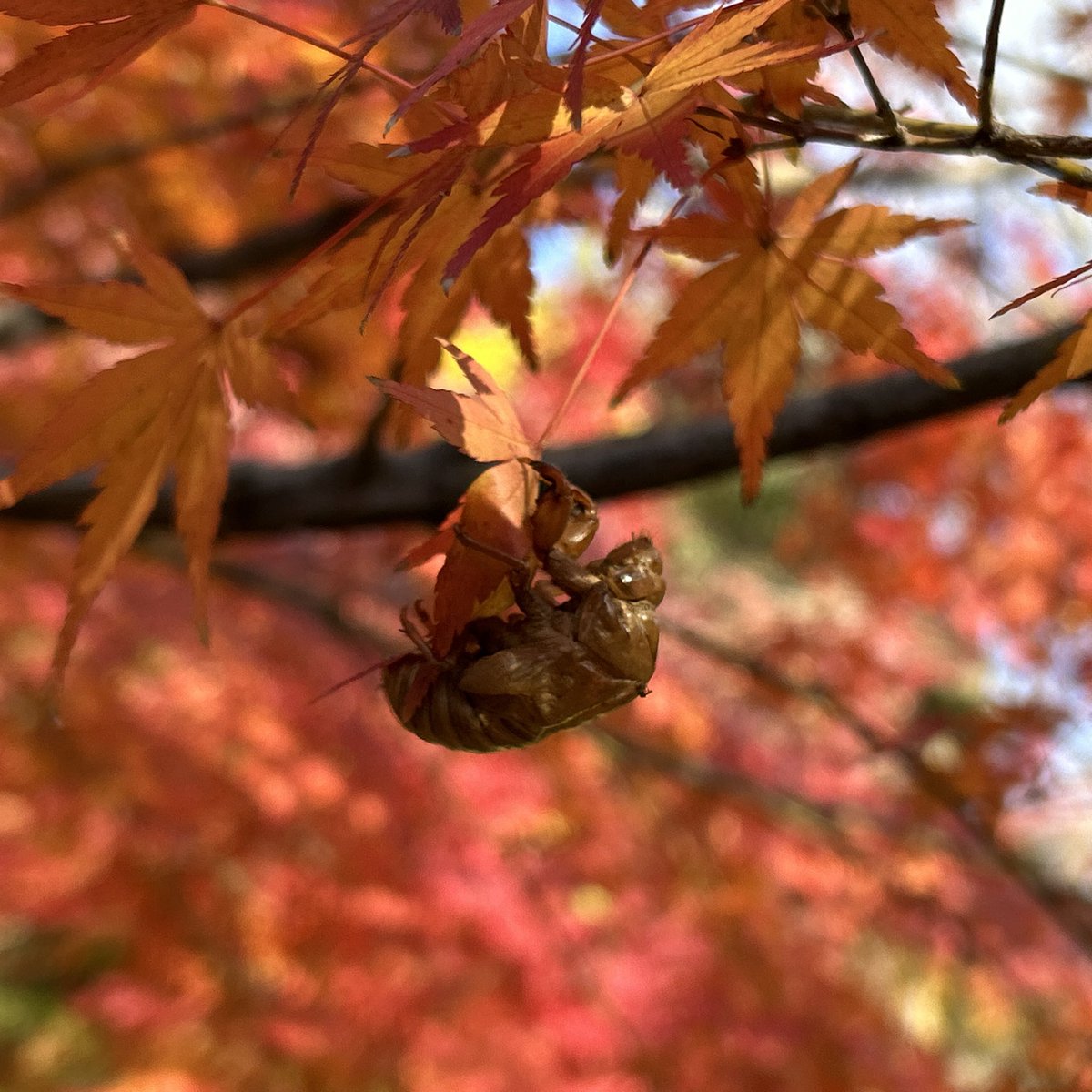 rrbrunch's tweet photo. A cicada shell on a maple tree in autumn leaves! Why?🪰🍁🤔
#park #greenspace #walking #cicadashell https://t.co/cTHain07PM