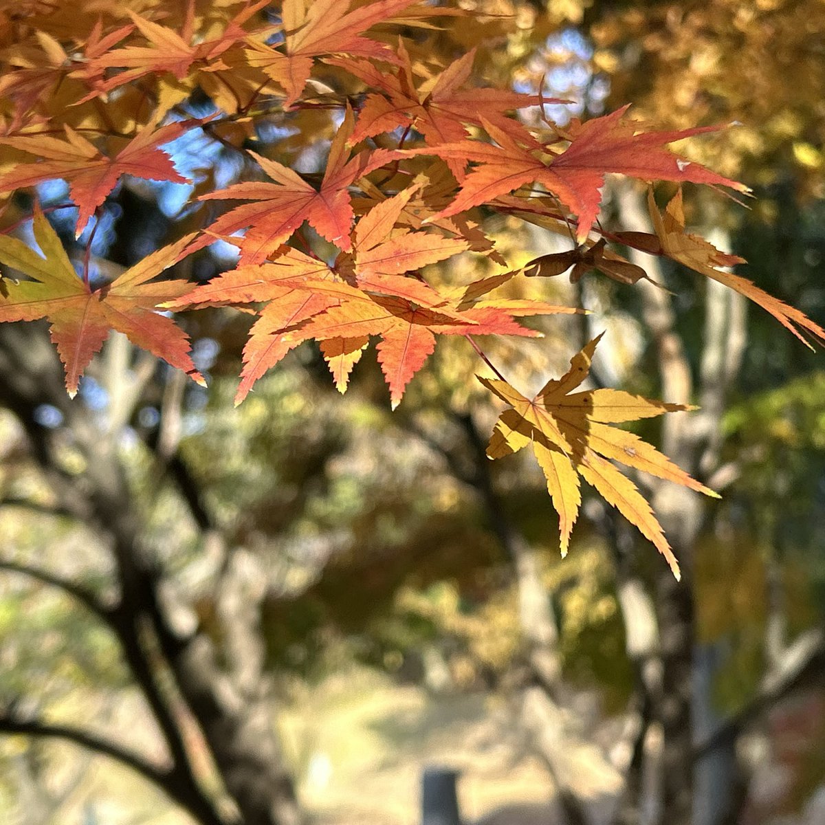 rrbrunch's tweet photo. A cicada shell on a maple tree in autumn leaves! Why?🪰🍁🤔
#park #greenspace #walking #cicadashell https://t.co/cTHain07PM