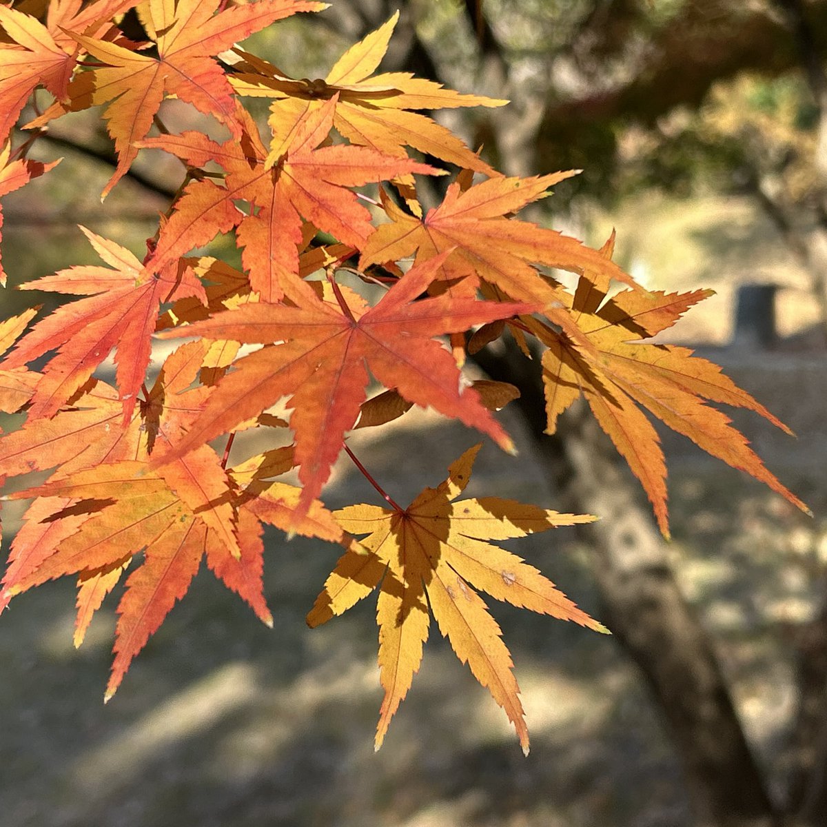 rrbrunch's tweet photo. A cicada shell on a maple tree in autumn leaves! Why?🪰🍁🤔
#park #greenspace #walking #cicadashell https://t.co/cTHain07PM