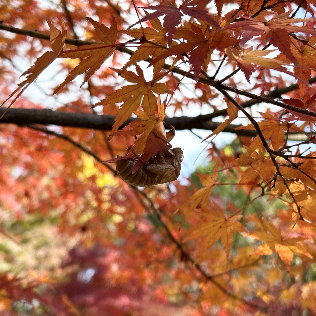 rrbrunch's tweet photo. A cicada shell on a maple tree in autumn leaves! Why?🪰🍁🤔
#park #greenspace #walking #cicadashell https://t.co/cTHain07PM