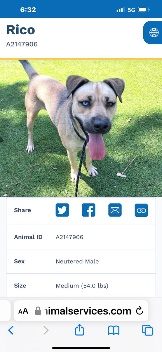 StephenJevtic's tweet photo. “Rico” es un Chico quen es muy Rico Suave.  Handsome smooth coat dog approximately 1 year old male 50 pounds. Has been at the shelter for almost 6 months now.  Loves to play fetch. Sits and lays down on command.Located at East Valley shelter Van NUYS CA. 888-452-7381 ID#A2147906. https://t.co/QlhPxMzGm9