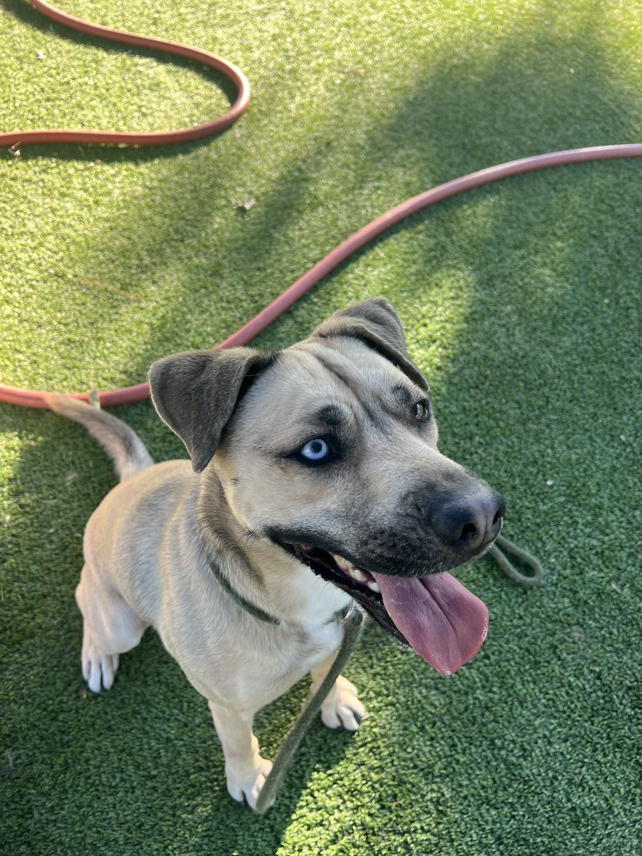 StephenJevtic's tweet photo. “Rico” es un Chico quen es muy Rico Suave.  Handsome smooth coat dog approximately 1 year old male 50 pounds. Has been at the shelter for almost 6 months now.  Loves to play fetch. Sits and lays down on command.Located at East Valley shelter Van NUYS CA. 888-452-7381 ID#A2147906. https://t.co/QlhPxMzGm9