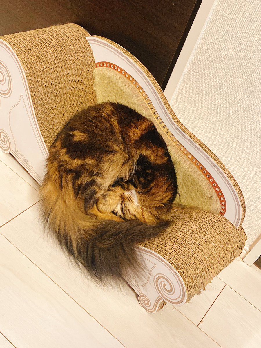 moca_necco's tweet photo. ダンゴムシ

#猫 
#メインクーン https://t.co/OLRU3bYKel