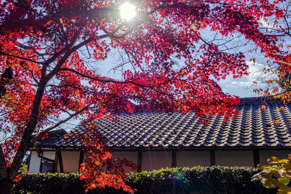 torimoaezu's tweet photo. #紅葉
#西教寺
滋賀県 https://t.co/t8tWJUe3RV