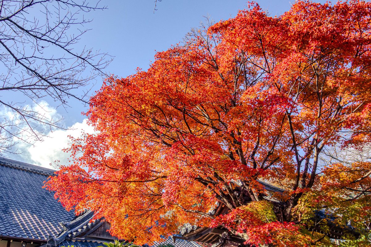 torimoaezu's tweet photo. #紅葉
#西教寺
滋賀県 https://t.co/t8tWJUe3RV